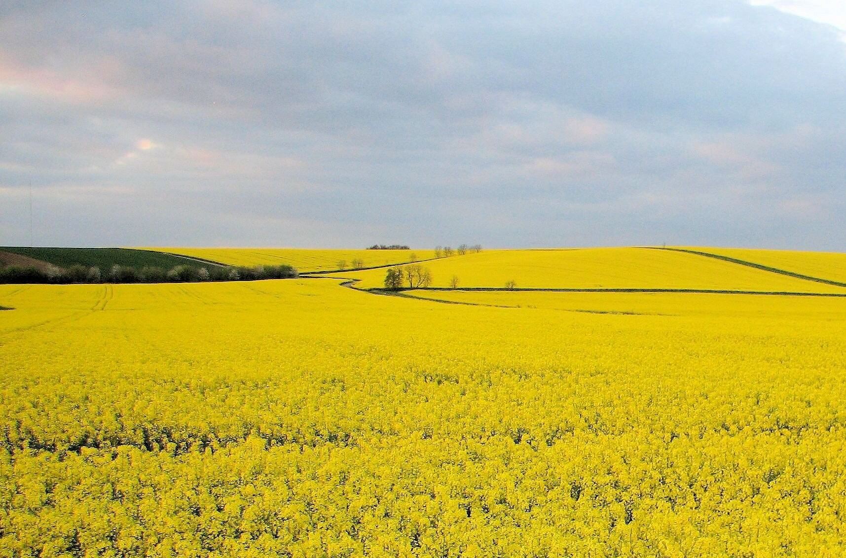 It starts with canola: How China could weaponize Canada’s federal election: J. Michael Cole in the Globe and Mail