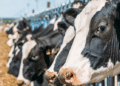 Quebec’s dairy farmers are blocking free trade in Canada: Stuart J. Smyth for Reason