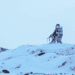 Canada must confront Russia’s Arctic aspirations: Alexander Dalziel and Sergey Sukhankin in the National Post